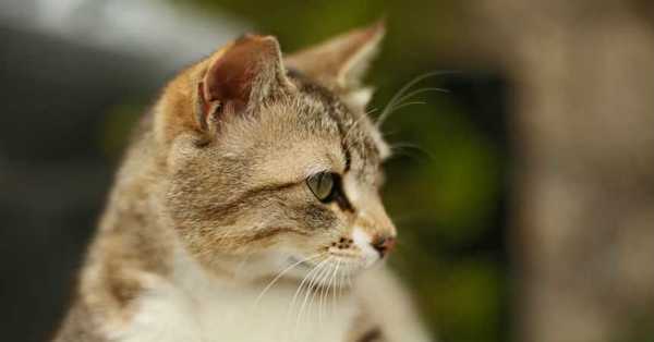 La historia de Dave, el gato que se reencontró con su familia luego de estar 10 años desaparecido - C9N