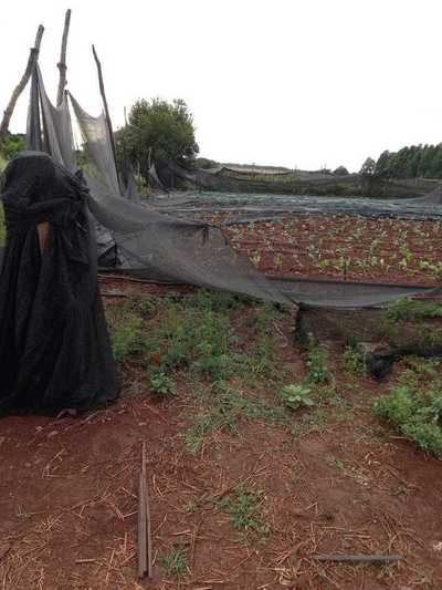 Tormenta destruye cultivos hortícolas en Minga Guazú - La Clave