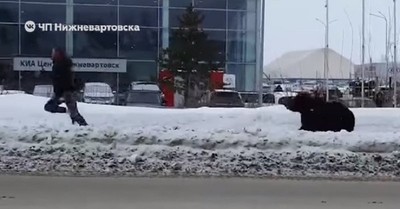 Hombre tuvo que huir de un oso que lo persiguió en plena avenida de una ciudad rusa - C9N