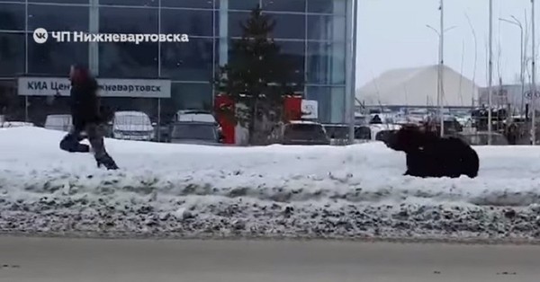 Hombre tuvo que huir de un oso que lo persiguió en plena avenida de una ciudad rusa - C9N