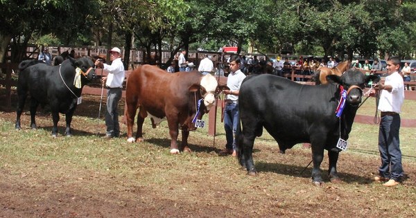 La Nación / Brangus hará su tradicional expo de otoño y espera igualar negocios del 2020