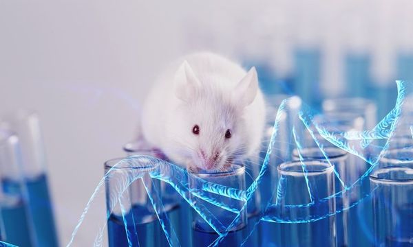 Observan por primera vez in vivo cómo se mueven nanorrobots dentro de ratones - Ciencia - ABC Color