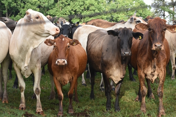 Cosanzo 17 logró inmunizar 2.812.000 cabezas de animales con una merma del 8%