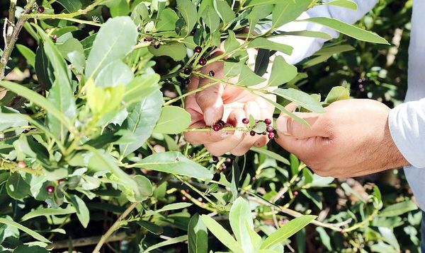 India abre su mercado para la yerba mate producida en Argentina - Mundo - ABC Color