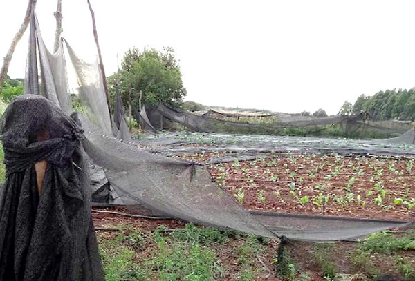 Minga Guazú: Unos 150 productores fueron afectados por fuerte temporal | OnLivePy