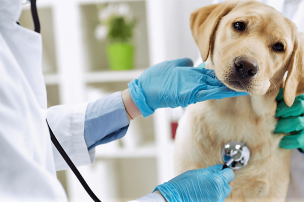 APROVET repudia actividad negligente e irresponsable de personas bajo título de “veterinarios” – Prensa 5