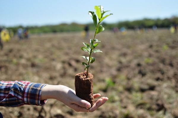 A Todo Pulmón realizará plantaciones de árboles nativos por el Día Internacional de los Bosques | Ñanduti