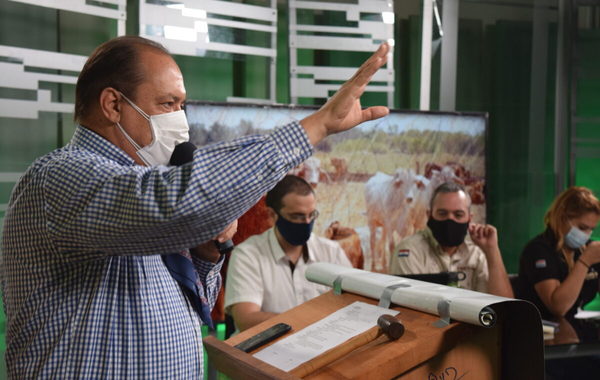 Entre Martillos vendió “muy buena hacienda” de invernada por televisión