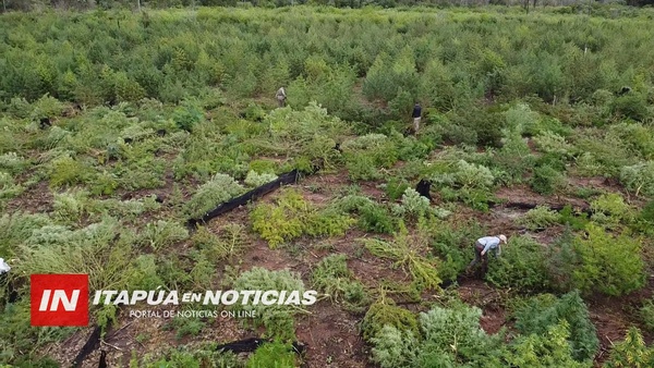 FIRME COMBATE AL NARCOTRÁFICO EN ITAPÚA CON DESTRUCCIÓN DE CULTIVOS DE MARIHUANA.