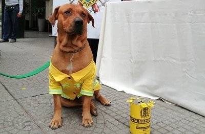 Crónica / Falleció Ouro Tercerino, el perro bombero