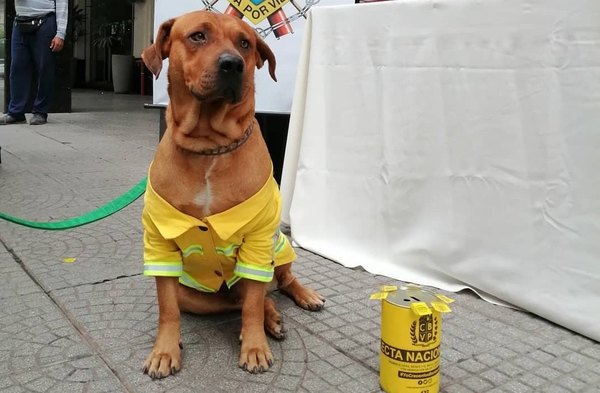 Crónica / Falleció Ouro Tercerino, el perro bombero
