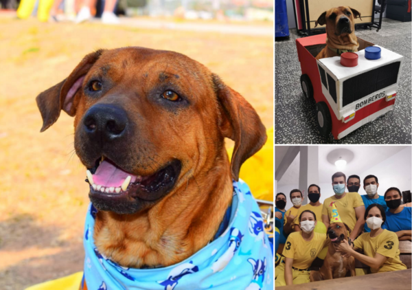 Confirmado: Murió Ouro Tercerino, el perrito bombero que se ganó el cariño de todos - Megacadena — Últimas Noticias de Paraguay