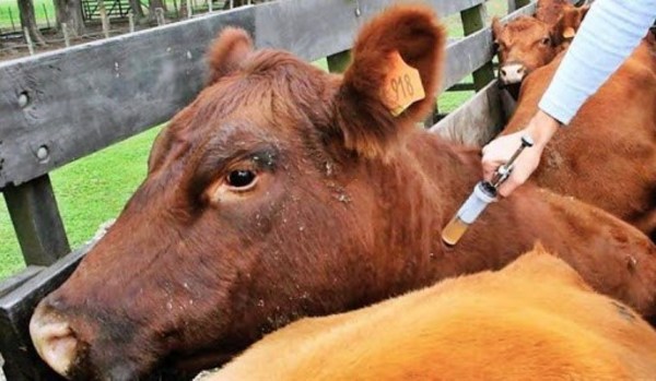 Senacsa logró inmunizar al 98% del hato ganadero en primer periodo de vacunación