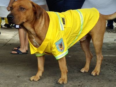 Murió Ouro Tercerino, el perro bombero de Sajonia