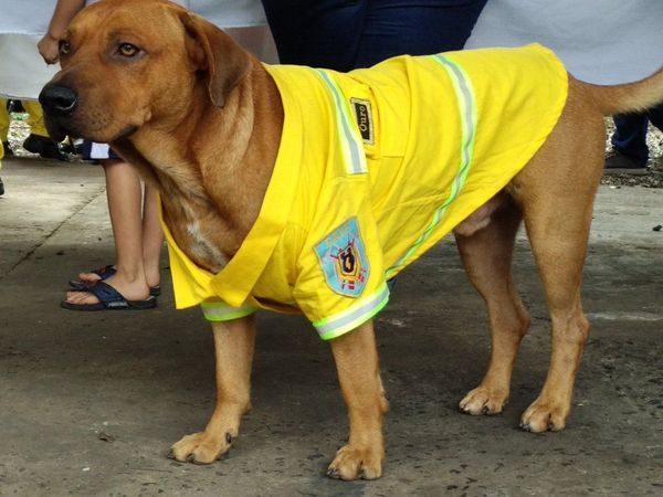 Murió Ouro Tercerino, el perro bombero de Sajonia