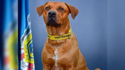 Murió Ouro, el perro bombero que conquistó Sajonia | Noticias Paraguay