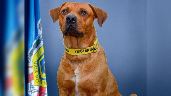 Murió Ouro, el perro bombero que conquistó Sajonia | Noticias Paraguay