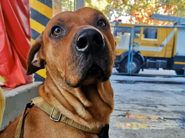 Fallece Ouro, el fiel perro bombero de la Tercera Compañía de Sajonia