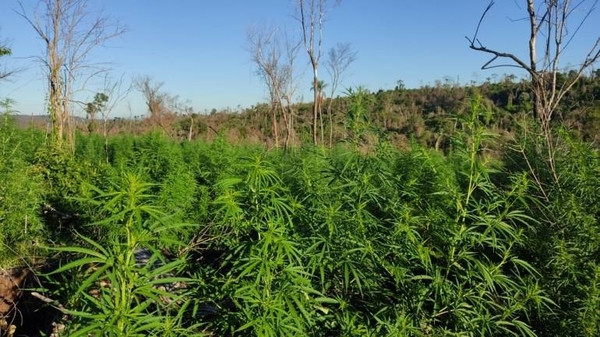Diario HOY | Destruyen 23 hectáreas de marihuana en Itapúa