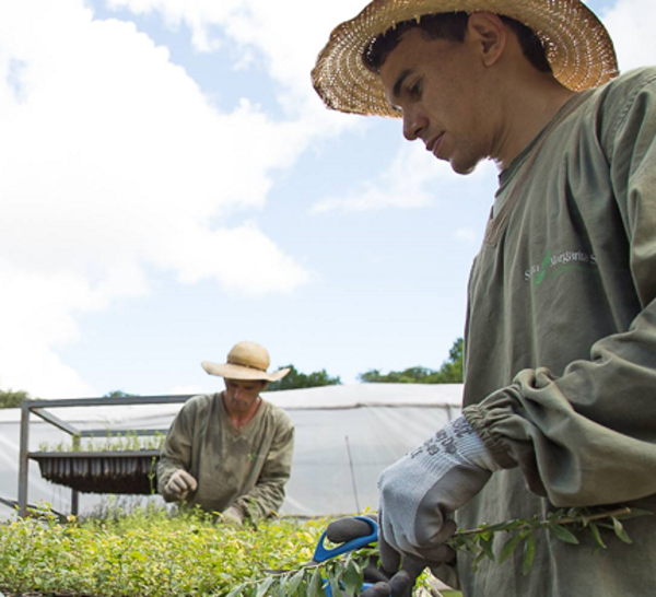 Empresa paraguaya logra exportar cerca de 100.000 kilos de yerba mate a Argentina | .::Agencia IP::.