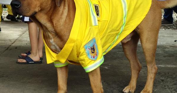 El último adiós a Ouro: bombero canino fallece tras un paro cardiaco