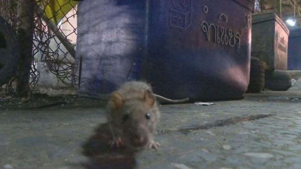 Las ratas pierden la timidez en un Londres confinado