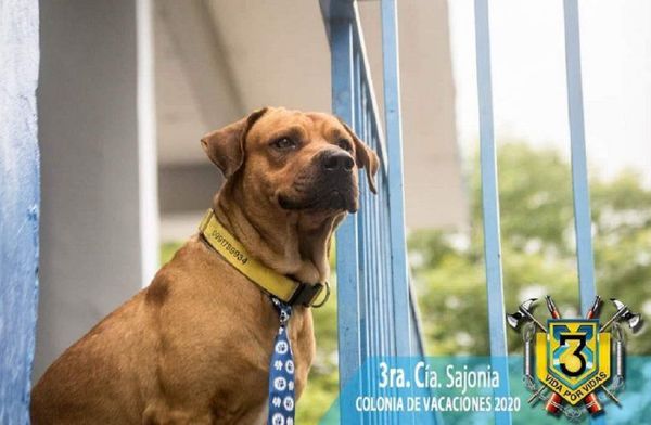 Fallece Ouro, el perro bombero de la Tercera Compañía de Sajonia | OnLivePy