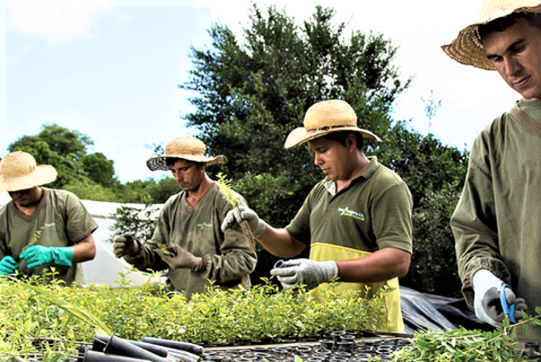Empresa paraguaya logra exportar cerca de 100.000 kilos de yerba mate a Argentina | OnLivePy