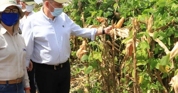 La Nación / Destacan panorama alentador para pequeños productores de Caazapá