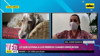 Qué le pasa a tu perro cuando envejece - Ensiestados - ABC Color