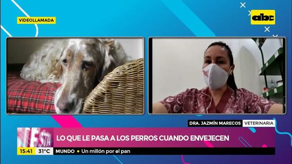 Qué le pasa a tu perro cuando envejece - Ensiestados - ABC Color