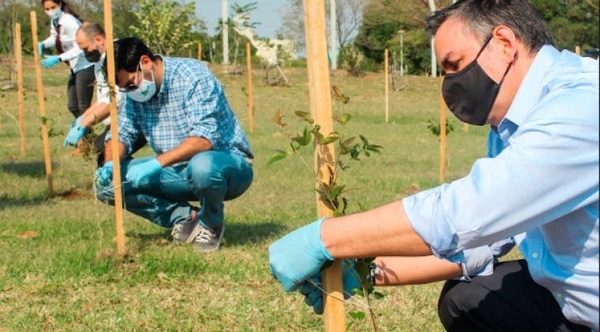 Diario HOY | Día Internacional de los Bosques: ATP realizará plantaciones de árboles nativos
