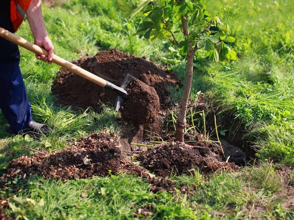 Por el Día Internacional de los Bosques plantarán árboles nativos en todo el Paraguay