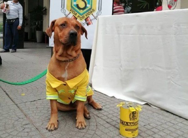Fallece Ouro, el querido perro bombero de la Tercera Compañía de Sajonia