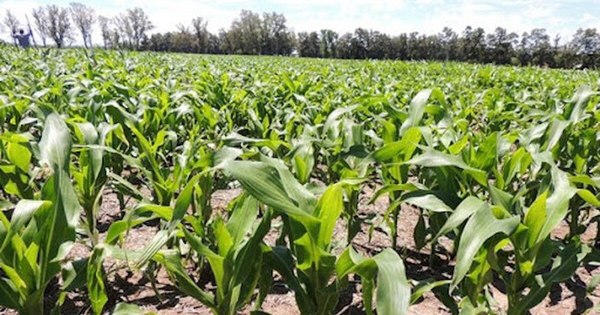 La Nación / Lluvias ayudan en brote de granos como soja y maíz