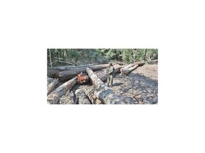 Cultivos ilegales, agroganadería e invasiones comprometen bosques