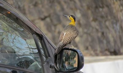La naturaleza y la biodiversidad en nuestras ciudades