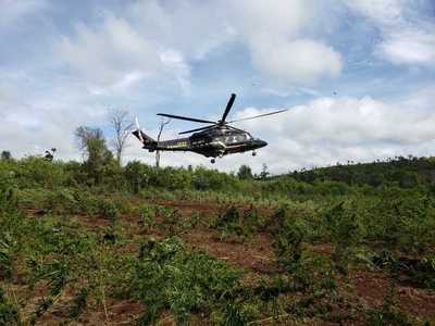 Operación internacional: desmantelan campamentos narcos y anulan 483 toneladas de marihuana