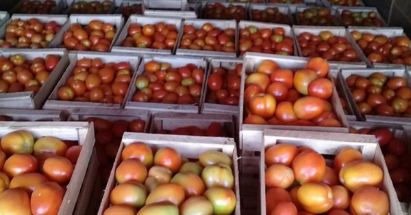 La Nación / Exitosa comercialización de tomate y locote de productores de Caaguazú