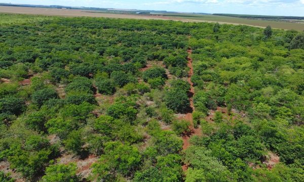 ITAIPU preserva áreas boscosas con tareas de restauración y campañas de concienciación