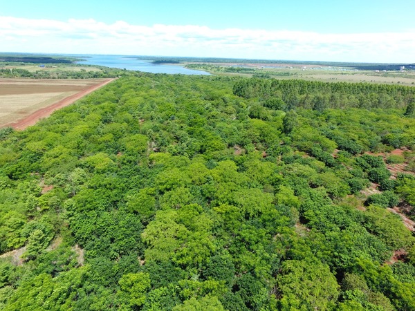 Día internacional de los bosques: las acciones de preservación y restauración de Itaipu | .::Agencia IP::.