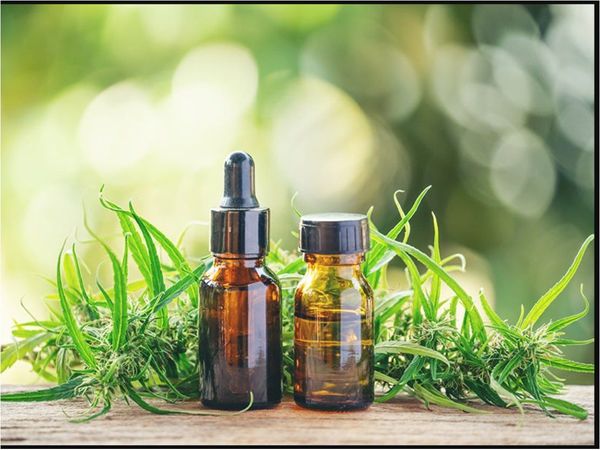 Inicia la inscripción para recibir aceite de cannabis