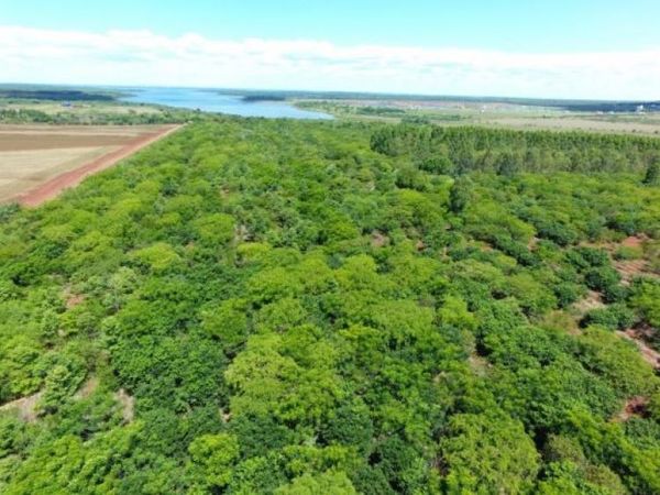 Día internacional de los bosques: las acciones de preservación y restauración de Itaipu