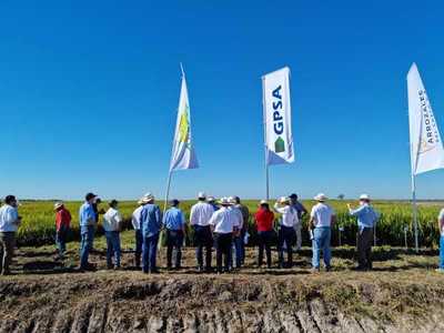 Arrozales del Chaco: en tres años pasaron de 800 a 5.500 hectáreas productivas