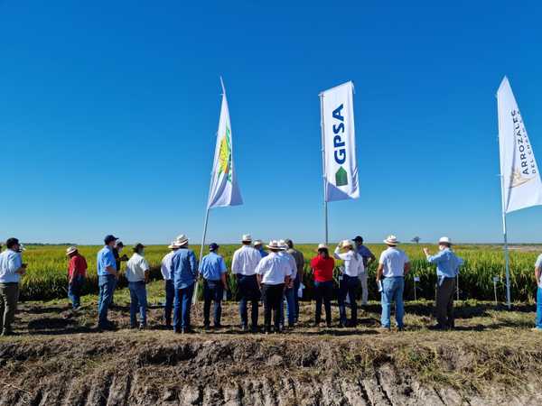 Arrozales del Chaco: en tres años pasaron de 800 a 5.500 hectáreas productivas