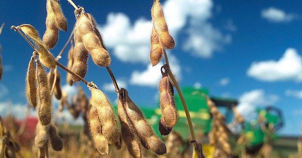 La Nación / Disminuye exportación de soja en febrero por retrasos en la cosecha