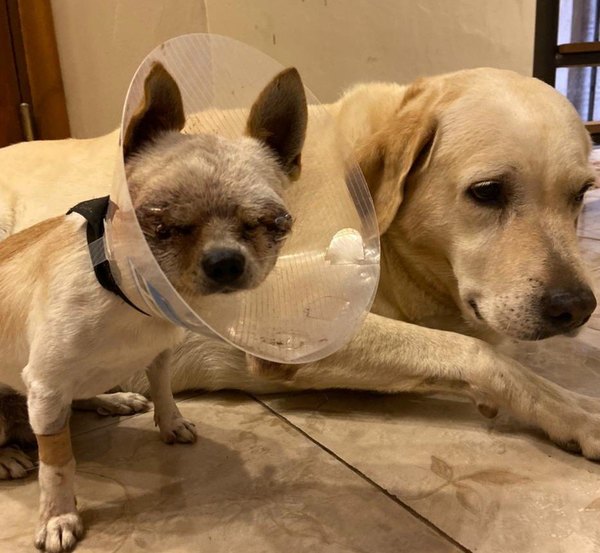 Crónica / Perrito salvó a dueña de ataque de pitbull