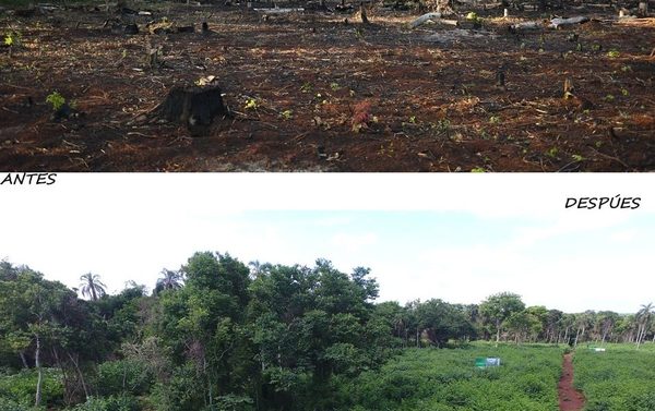 ITAIPU preserva áreas boscosas con tareas de restauración y campañas de concienciación – Diario TNPRESS