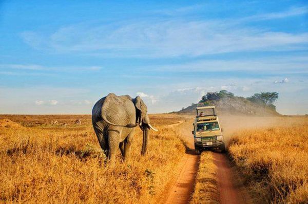Según los viajeros, el mejor parque nacional del mundo está en Tanzania