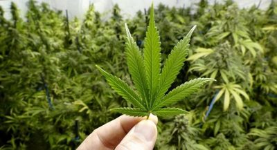 Médicos y pacientes ya pueden inscribirse en el registro de usuarios del cannabis medicinal | OnLivePy